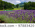 群馬縣沼田市盛開的薰衣草 97883420
