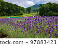 群馬縣沼田市盛開的薰衣草 97883421