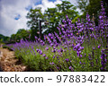 群馬縣沼田市盛開的薰衣草 97883422