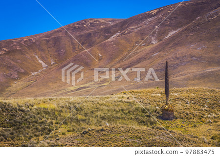 Puya de Raimondi Field and Valley of Carpa, Cordillera Blanca, Andes, Peru Puya de Raimondi Field and Valley of Carpa, Cordillera Blanca, Andes, Peru 97883475