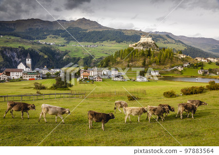Cows herding and Idyllic Scuol Tarasp village, Engadine, Swiss Alps, Switzerland Cows herding and Idyllic Scuol Tarasp village, Engadine, Swiss Alps, Switzerland 97883564