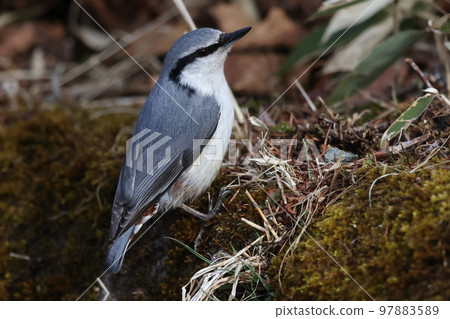 下降到地面的五子雀 97883589
