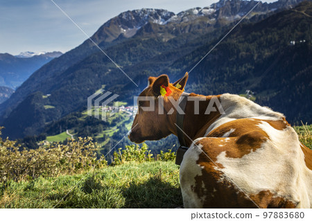 Alpine cows in Engadine valley, Swiss Alps, Switzerland Alpine cows in Engadine valley, Swiss Alps, Switzerland 97883680