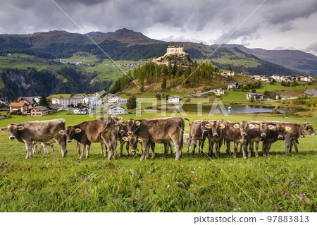 Cows herding and Idyllic Scuol Tarasp village, Engadine, Swiss Alps, Switzerland Cows herding and Idyllic Scuol Tarasp village, Engadine, Swiss Alps, Switzerland 97883813
