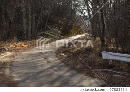 paved forest road in winter paved forest road in winter 97883814
