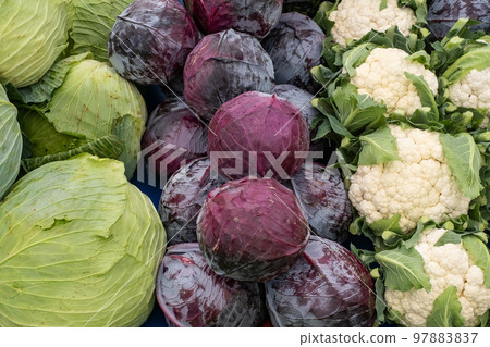 Group of green cabbages in a supermarket, Cabbage background 97883837