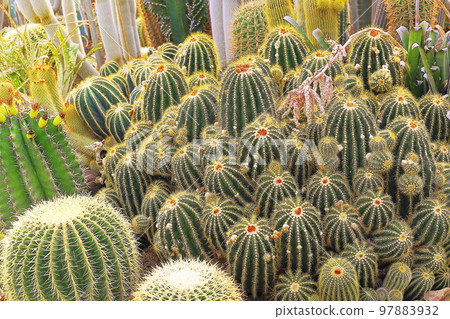 Cactus natural pattern, garden at desert landscape 97883932