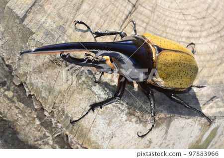 Hercules Beetle Hercules Hercules on a tree 97883966