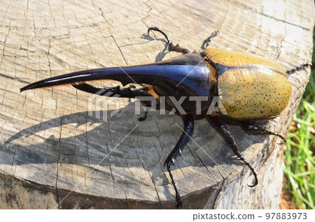 Hercules Beetle Hercules Hercules on a tree 97883973