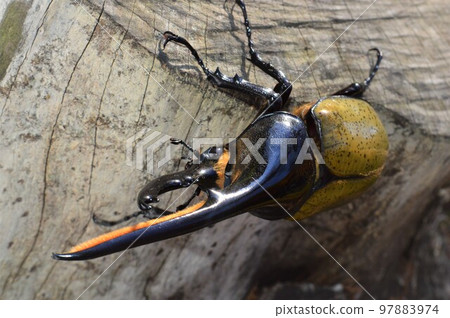 Hercules Beetle Hercules Hercules on a tree 97883974