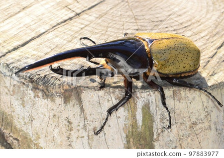 Hercules Beetle Hercules Hercules on a tree 97883977