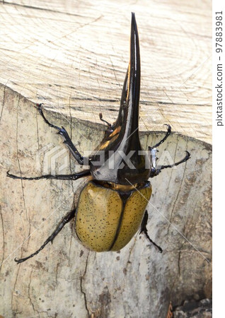 Hercules Beetle Hercules Hercules on a tree 97883981
