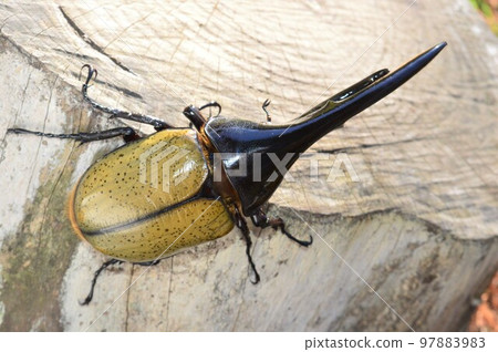 Hercules Beetle Hercules Hercules on a tree 97883983