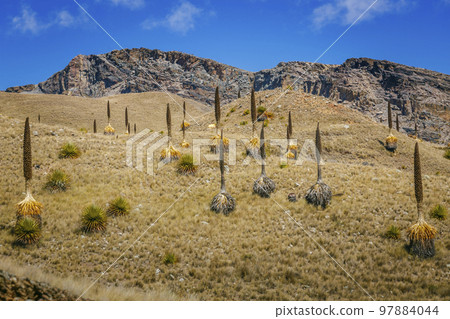 Puya de Raimondi Field and Valley of Carpa, Cordillera Blanca, Andes, Peru 97884044