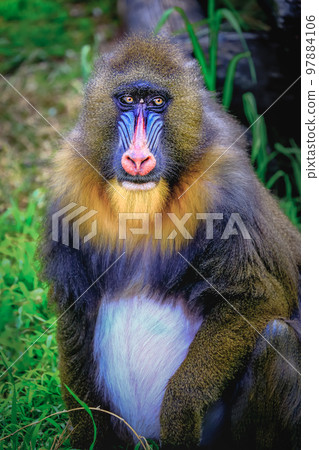 Lovely Mandril primate monkey resting, shy eyes, Congo, Africa Equatorial 97884106