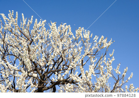 moon and spring plum blossoms 97884128