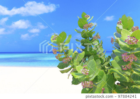 Secluded turquoise beach in Aruba, Caribbean Blue sea, Duth Antilles Secluded turquoise beach in Aruba, Caribbean Blue sea, Duth Antilles 97884241