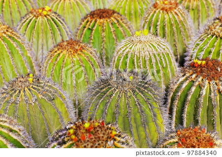 Cactus natural pattern, garden at desert landscape 97884340