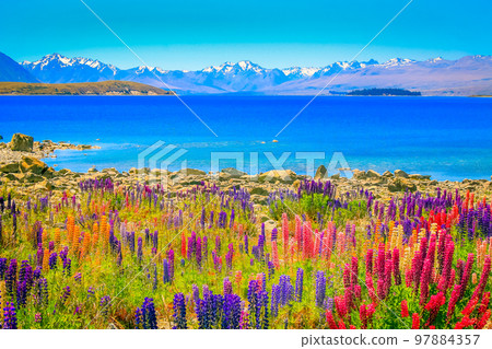 New Zealand Tekapo Lake, Mt Cook massif and lupine flowers field in South Island 97884357