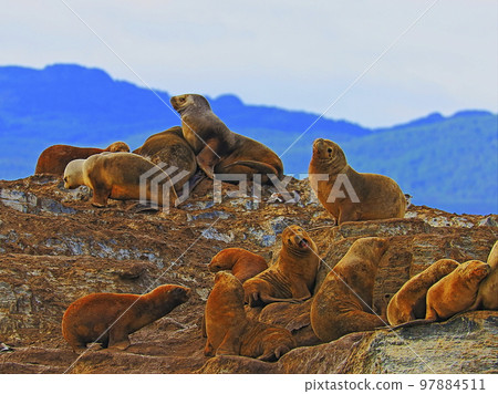 Sea lions and seals, Beagle Channel in Tierra Del Fuego, Ushuaia, Argentina Sea lions and seals, Beagle Channel in Tierra Del Fuego, Ushuaia, Argentina 97884511