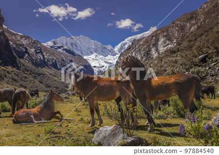 Group of wild horses in Cordillera Blanca, snowcapped Andes, Ancash, Peru Group of wild horses in Cordillera Blanca, snowcapped Andes, Ancash, Peru 97884540