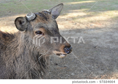 奈良公園的天然紀念物鹿 奈良公園的天然紀念物鹿 97884664
