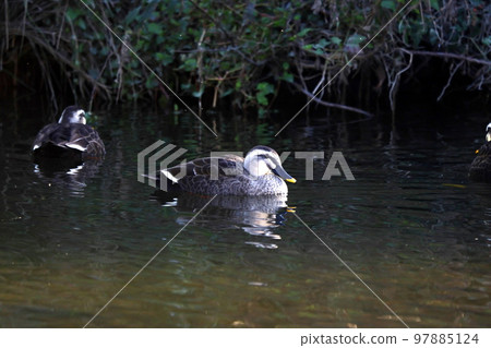 may swim in the river may swim in the river 97885124