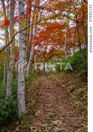 Hiroshima Prefectural Forest White Birch Grove (end of October 2022) 97885142