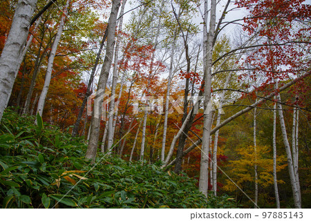 Hiroshima Prefectural Forest White Birch Grove (end of October 2022) Hiroshima Prefectural Forest White Birch Grove (end of October 2022) 97885143