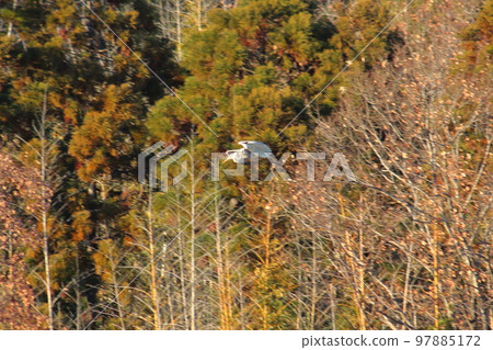 飛翔在里山的灰鷺 飛翔在里山的灰鷺 97885172