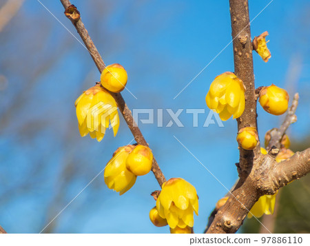 A cute yellow wintersweet flower that has begun to bloom 97886110