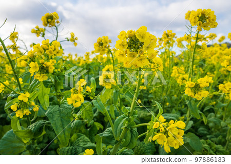 Minamiboso waiting for spring Rape blossoms in full bloom shine under the blue sky on the Kamogawa rape field road Minamiboso waiting for spring Rape blossoms in full bloom shine under the blue sky on the Kamogawa rape field road 97886183
