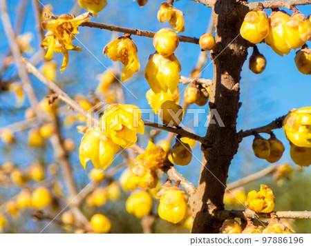 用對角線魚眼鏡頭拍攝的可愛黃色梅花開始綻放 97886196