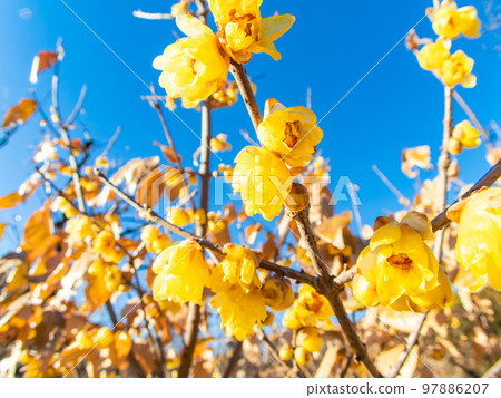 用對角線魚眼鏡頭拍攝的可愛黃色梅花開始綻放 97886207