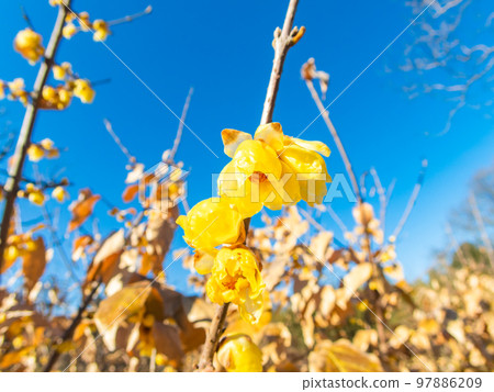 Cute yellow wintersweet flowers starting to bloom taken with a diagonal fisheye lens 97886209
