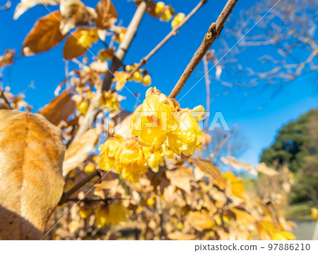 Cute yellow wintersweet flowers starting to bloom taken with a diagonal fisheye lens 97886210