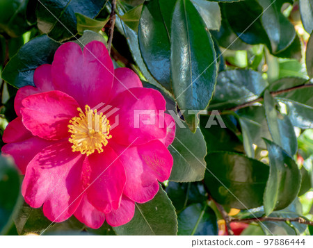Beautiful camellia in full bloom Beautiful camellia in full bloom 97886444