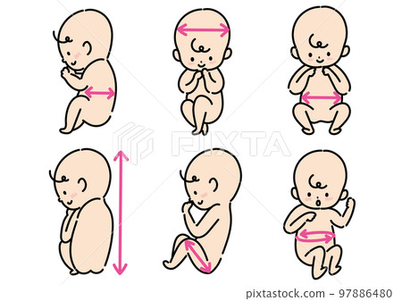 fetal measurement set - Stock Illustration [97886480] - PIXTA