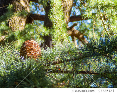 Late autumn scenery Himalayan cedar open large pinecone 97886521