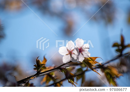 盛開的櫻花的特寫 盛開的櫻花的特寫 97886677