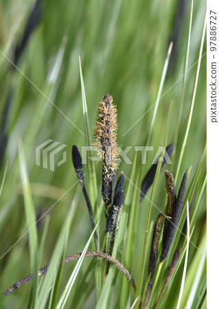 Black sedge Black sedge 97886727