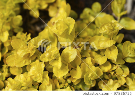 Golden Creeping Jenny 97886735