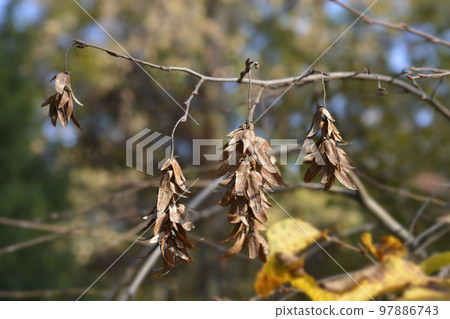 Common hornbeam Horizontalis Common hornbeam Horizontalis 97886743
