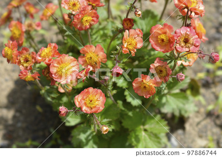 Avens Mango Lassi 97886744