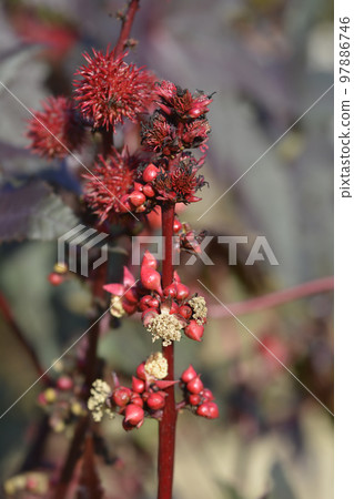 Castor oil plant Carmencita 97886746