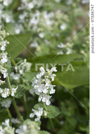 Catmint Snowflake 97886747