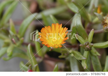 Ice Plant Orange Wonder 97886748