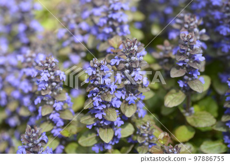 Bugle Atropurpurea Bugle Atropurpurea 97886755