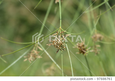 Papyrus sedge 97886761