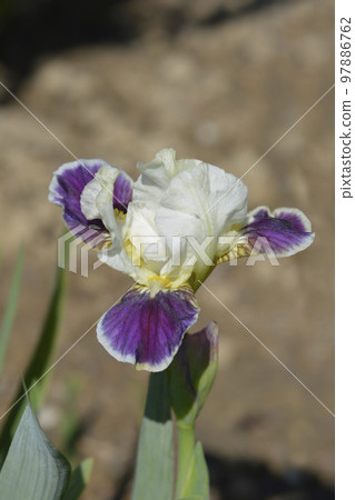 Standard Dwarf Bearded Iris Making Eyes 97886762